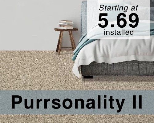 Purrsonality | Carpet Mart